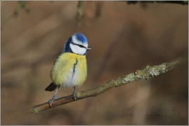 <p>SÝKORA MODŘINKA (Cyanistes caeruleus) /Eurasian blue tit - Blaumeise/</p>